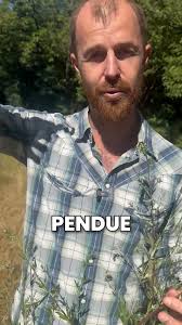 Tous les chardons sont comestibles sauf une exception. Nous vous disons  tout dans cette vidéo. Partagez +++ Venez nous suivre sur le terrain ou  participez à nos ateliers, tous nos événements sont