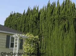 Image result for Cupressus sempervirens