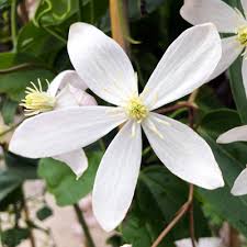 Check out our hardy clematis selection for the very best in unique or custom, handmade pieces from our shops. Plant Of The Week Evergreen Clematis Neil Sperry S Gardens