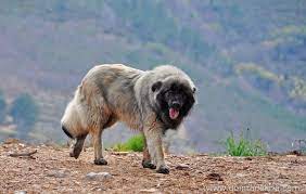 Deutsch kurzhaar one of the greatest dogs to ever walk the earth. Herdenschutz Mit Estrela Berghunden Aus Portugal Home Facebook