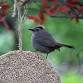 Drop-in Ecology Session with NYC Bird Alliance event image
