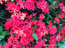 Image result for Ixora hartiana