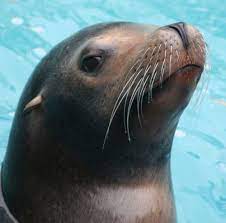 Sea Lions Google Images Sea Mammal Sea Lion Animals