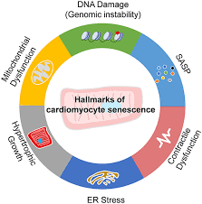 Da aurora gude (27) deltok i og vant «paradise hotel» i 2014, fikk hun naturligvis mye oppmerksomhet. Frontiers Cardiomyocyte Senescence And Cellular Communications Within Myocardial Microenvironments Endocrinology
