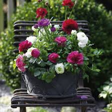 Ganze heerscharen überfallen die frühlingsblumen. Balkonkasten Ideen Fur Alle Jahreszeiten Zum Nachpflanzen Living At Home