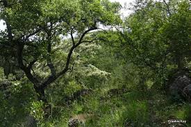 Image result for Terminalia randii