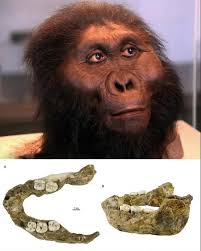 A fossilized jawbone dredged up by a fishing net from the seafloor 15 ½  miles (25 kilometers) off the coast of Taiwan in 2010 looked human, but for  years scientists failed to