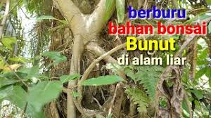 Ciri ciri pohon pohon sisir / kaliage di alam liar pohon sisir atau kaliage umumnya membentuk semak padat, meskipun nantinya ia dapat menjadi semak besar yang bisa mencapai ketinggian 5 meter. Mengenal Bahan Bonsai Sisir Cudrania Cochinchinensis Di Alam Liar