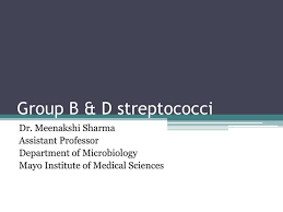 Image result for Group D Streptococcus
