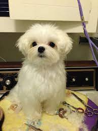 We did not find results for: Pin On Maltese Haircuts