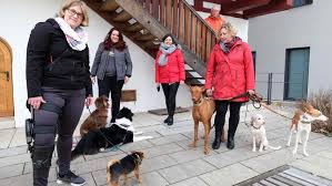 View latest posts and stories by @lisa.mueller.official lisa müller in instagram. Viele Spenden Assistenzhund Fur Lisa Muller Ruckt Naher Neumarkt Nordbayern De