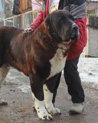 3,559 likes · 2 talking about this. Alabai Cao Dev Baltazar Oglu Alabai Dog Lovers Facebook