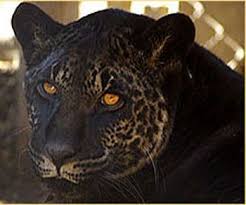 Jahzara Is A Jaglion Or Jaguon The Hy In 2020 Animals Beautiful Animals Wild Cats