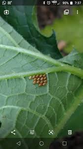 Check spelling or type a new query. How To Get Rid Of Squash Bugs Naturally 7 Easy Tips