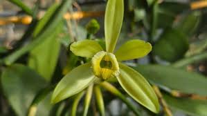 Image result for Vanilla planifolia