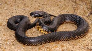 Australian Tiger Snakes Have 10 Million Year Old Venom Snake Pit Viper Cobra Snake