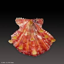 Image result for Leucosphaera