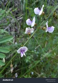 Image result for Tephrosia noctiflora