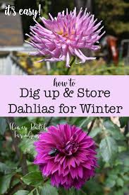 Easy Dig Up Dahlias For Winter Storage Flower Patch Farmhouse