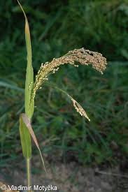 Image result for Panicum miliaceum