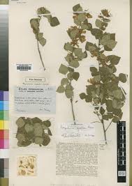 Image result for Rhynchosia caribaea