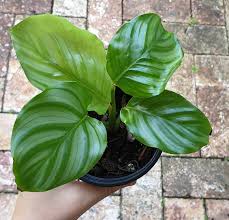 We're making london greener, and we want you to join us. 21 Plants That Are Safe For Cats And Dogs Architectural Digest