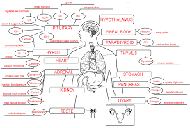 Endocrine Gland Diagram Labeled Wiring Diagrams