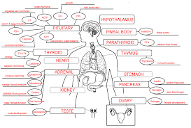 body systems concept map answers world map gray