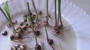 The first one is okay. Germinating Corn Seeds To Plant In Pots Or Check For Seed Viability Youtube