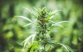 Figure 1: Marijuana