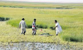 استخدام أدوات لقص النبات تصوير محمد العويس