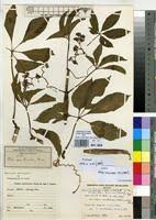 Image result for Cissus aralioides