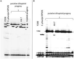 frontiers maximization of markers linked in coupling for