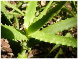 Image result for Schizostephanus alatus