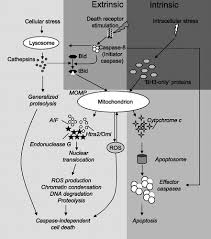 Maybe you would like to learn more about one of these? Acute Lung Injury And Cell Death How Many Ways Can Cells Die American Journal Of Physiology Lung Cellular And Molecular Physiology