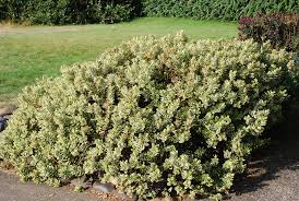 Image result for Hebe 'Andersonii'