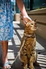 Caring for an Ashera or Savannah Cat - Animal Wised