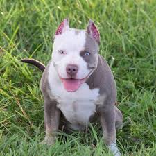 The chocolate tri extreme pocket bully phenom at just 16 months of age, tlb/venomline's king v is already becoming a household name. Best Champagne Lilac Blue Tri Colored American Bully Puppies Texas Size Bullies American Bully Puppies Bully Breeds