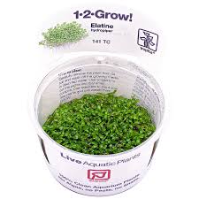 Image result for Elatine