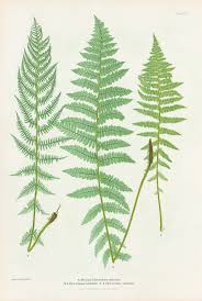 Image result for Athyrium