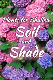 The delicate flowers vary in color from white to purple to yellow. 14 Plants For Shallow Soil And Shade That You Should Try Garden Tabs