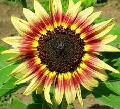 Angiospermae memiliki bungan yang berperan dalam adaptasi reproduksi. Bunga Matahari Jenis Klasifikasi Morfologi Budidaya Bunga Matahari