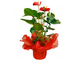 Dicas de reforma e revitalização daquele vaso de antúrio que você comprou ou ganhou e que já está esquecido em algum canto por estar com galhos secos e. Comprar Vaso De Anthurium Vermelho Entrega De Nome Da Categoria Em Portugal Imperio Da Flor