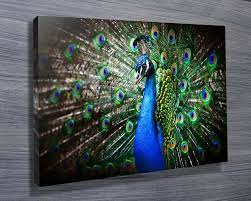 Animal Photography Wall Art Prints Wildlife Canvas Photo Artwork Pictures Australia Photography Prints Art Animal Photography Art Photography Wall Art