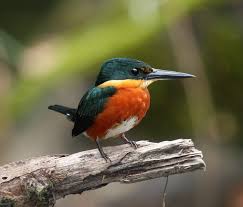 Neotropical Birds Vogel Als Haustiere Eisvogel Niedliche Vogel