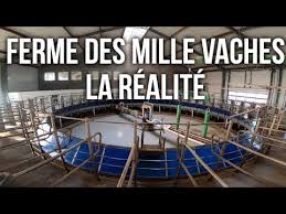 Clip vidéo en soutien à novissen contre la ferme des 100 vaches en picardie. Ferme Des Mille Vaches La Realite Youtube