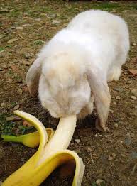 Oryctolagus cuniculus includes the european rabbit species and its descendants, the world's 305 breeds of domestic rabbit. Can Rabbits Eat Bananas Safely And In What Quantity