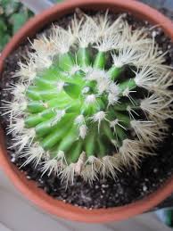 Guinea pigs can eat a variety of fruits and vegetables and green leaves. I Can Make Poison Arrows Now Daeja S View