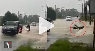We did not find results for: Video Detik Detik Motosikal Hanyut Dalam Arus Ketika Cuba Redah Banjir Tindakan Perakam Dipuji Yoy Network