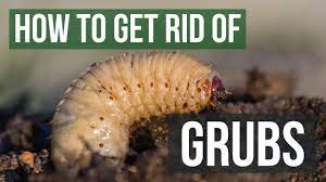 If you are moving into a new house and would like to have it sprayed it is best to have it done before you move in to ensure complete coverage of the sprayed areas. How To Get Rid Of Grubs Guaranteed 4 Easy Steps Youtube